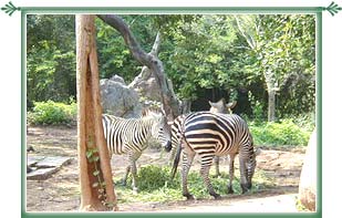 Bannerghatta National Park Bangalore